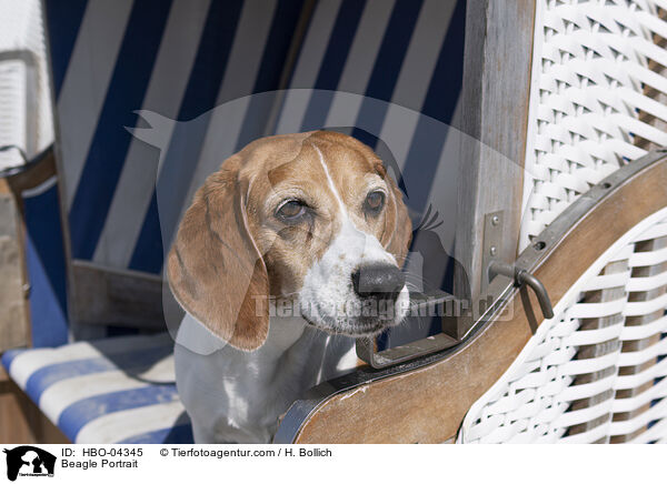 Beagle Portrait / Beagle Portrait / HBO-04345