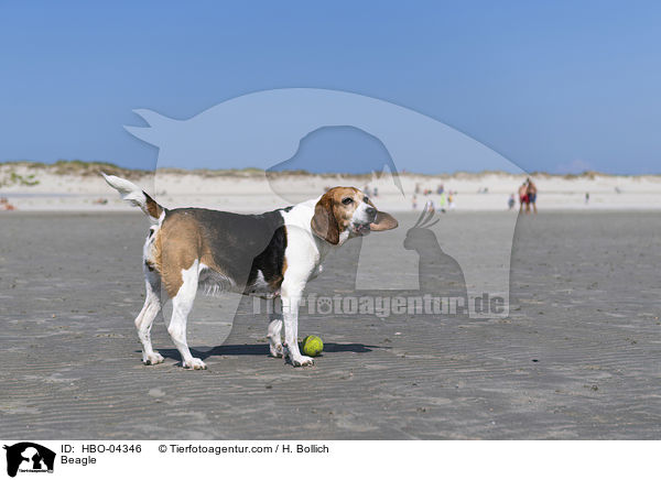 Beagle / Beagle / HBO-04346