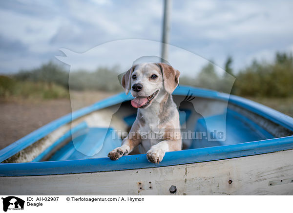 Beagle / Beagle / AH-02987