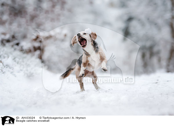 Beagle fngt Schneeball / Beagle catches snowball / AH-03024