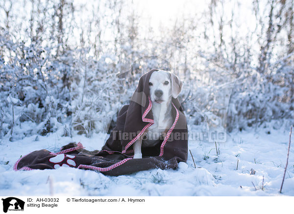 sitzender Beagle / sitting Beagle / AH-03032