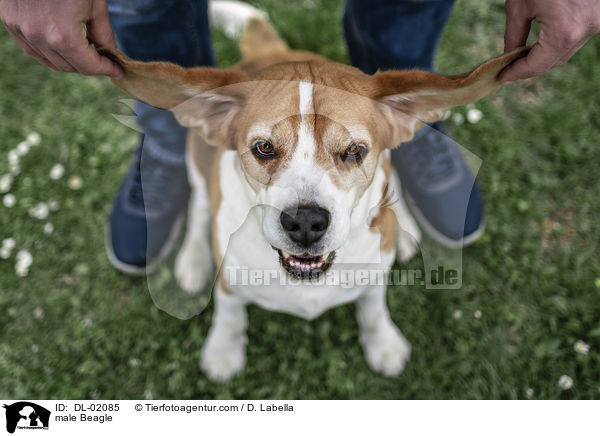 Beagle Rde / male Beagle / DL-02085
