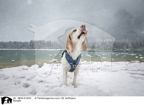 Beagle / Beagle / MHO-01602