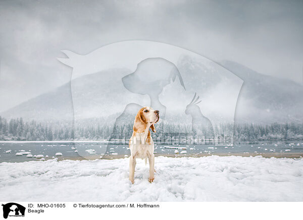 Beagle / Beagle / MHO-01605