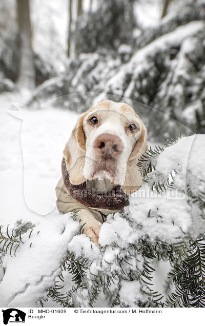 Beagle / Beagle / MHO-01609