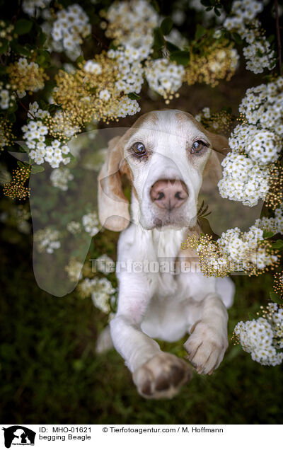 Beagle macht Mnnchen / begging Beagle / MHO-01621
