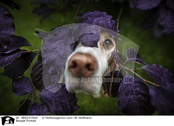Beagle Portrait / MHO-01624