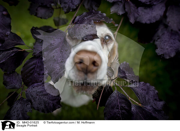Beagle Portrait / MHO-01625