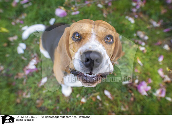 sitting Beagle / MHO-01632