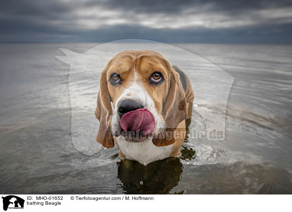 badender Beagle / bathing Beagle / MHO-01652