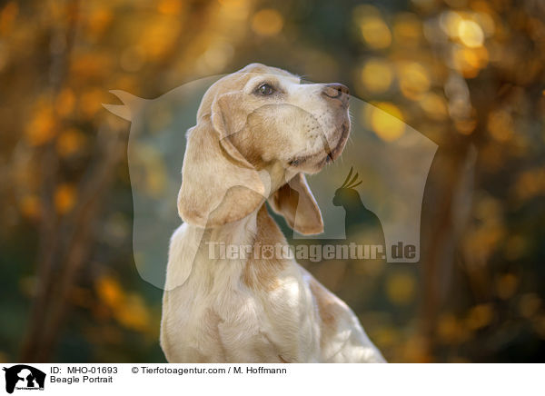 Beagle Portrait / Beagle Portrait / MHO-01693