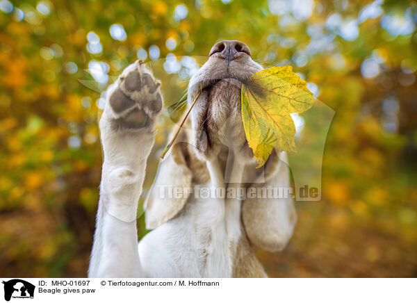 Beagle gibt Pftchen / Beagle gives paw / MHO-01697