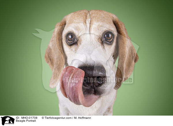 Beagle Portrait / Beagle Portrait / MHO-01708