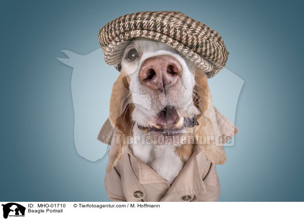 Beagle Portrait / Beagle Portrait / MHO-01710