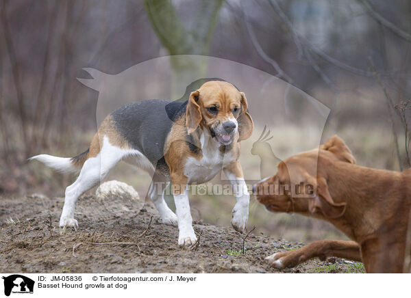 Basset Hound knurrt Hund an / Basset Hound growls at dog / JM-05836