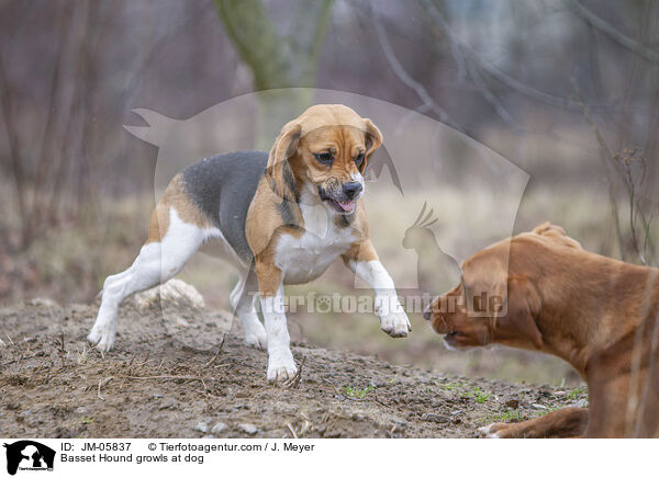 Basset Hound knurrt Hund an / Basset Hound growls at dog / JM-05837