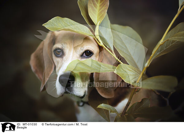 Beagle / Beagle / MT-01030