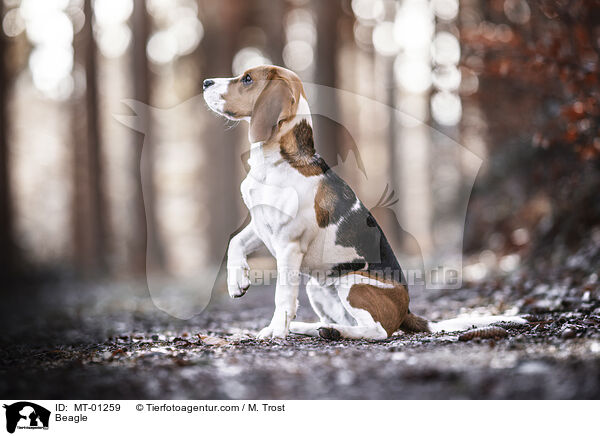 Beagle / Beagle / MT-01259