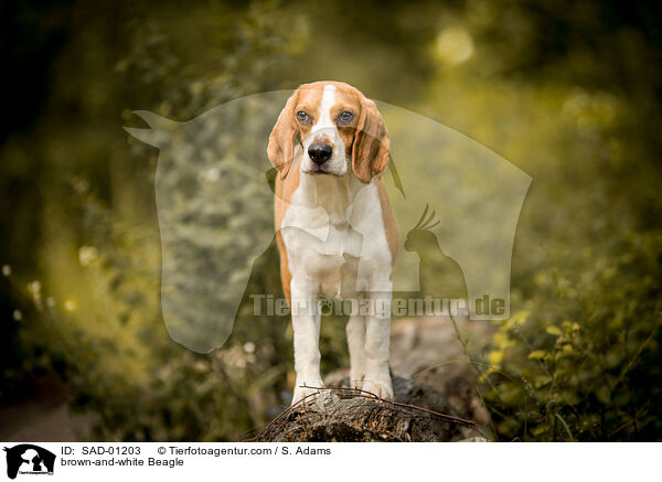 braun-wei Beagle / brown-and-white Beagle / SAD-01203