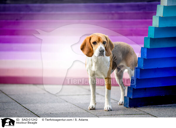 tricolour Beagle / tricolour Beagle / SAD-01242