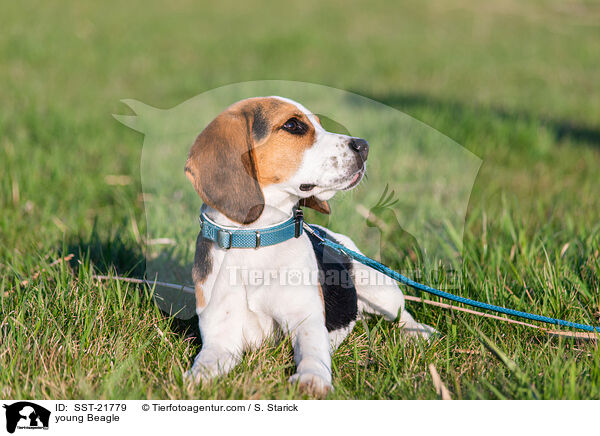 junger Beagle / young Beagle / SST-21779