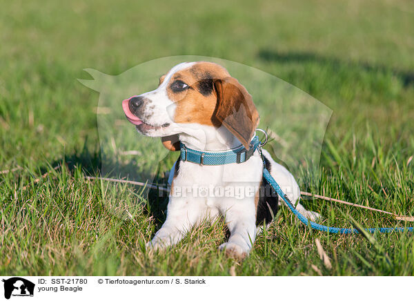 junger Beagle / young Beagle / SST-21780