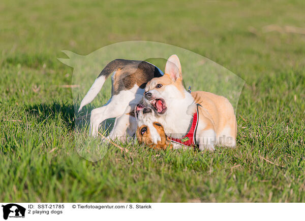 2 spielende Hunde / 2 playing dogs / SST-21785