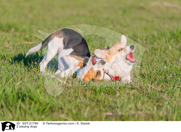 2 spielende Hunde / 2 playing dogs / SST-21786