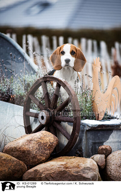 junger Beagle / young Beagle / KS-01289
