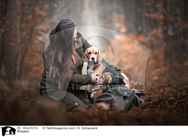 Beagles / Beagles / KS-01313