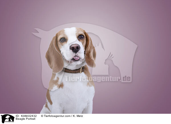 Beagle Portrait / Beagle Portrait / KAM-02432