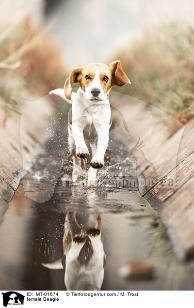 Beagle Hndin / female Beagle / MT-01674