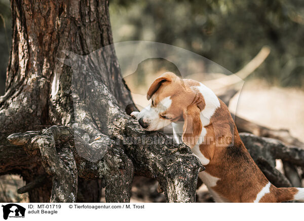 ausgewachsener Beagle / adult Beagle / MT-01719