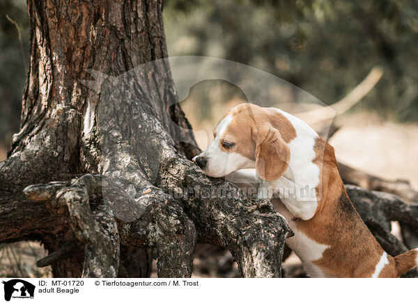 ausgewachsener Beagle / adult Beagle / MT-01720