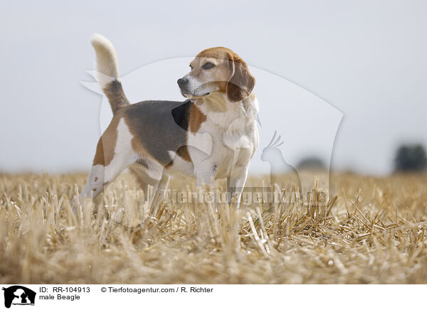 Beagle Rde / male Beagle / RR-104913
