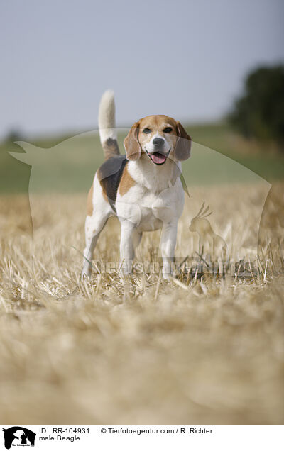 Beagle Rde / male Beagle / RR-104931