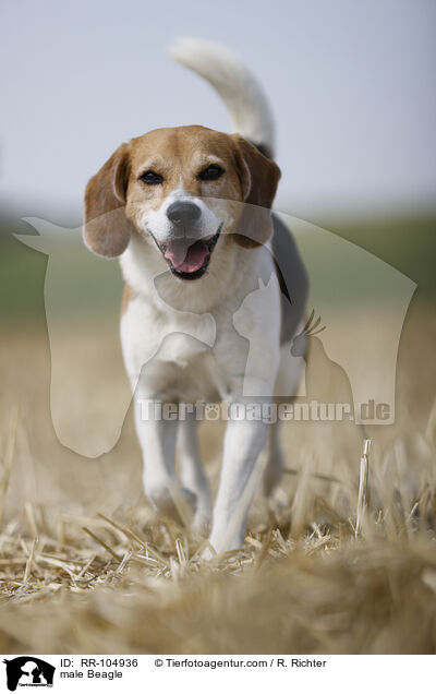 Beagle Rde / male Beagle / RR-104936