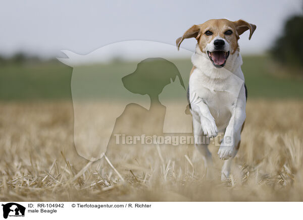 Beagle Rde / male Beagle / RR-104942