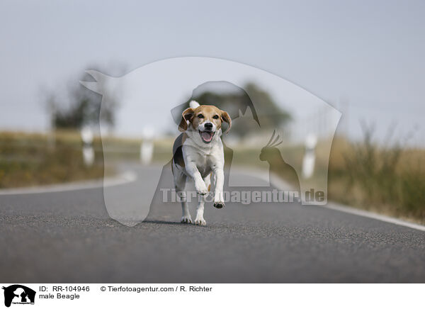 Beagle Rde / male Beagle / RR-104946