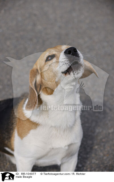 Beagle Rde / male Beagle / RR-104977