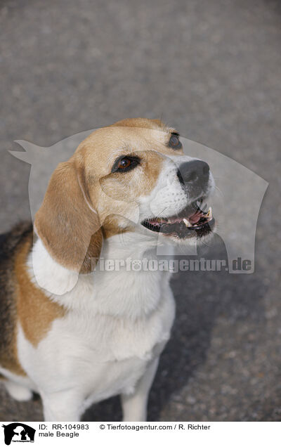 Beagle Rde / male Beagle / RR-104983