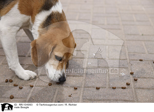 Beagle Rde / male Beagle / RR-104993