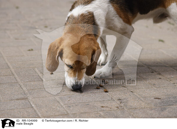 Beagle Rde / male Beagle / RR-104999