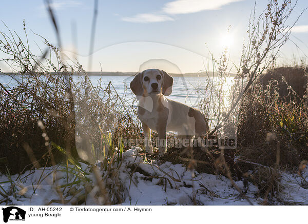 junger Beagle / young Beagle / AH-05242