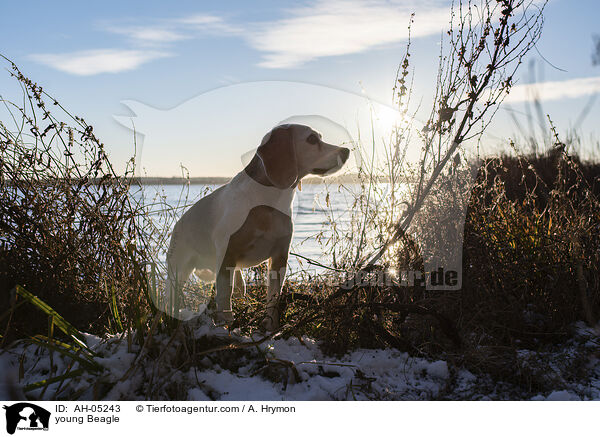 junger Beagle / young Beagle / AH-05243
