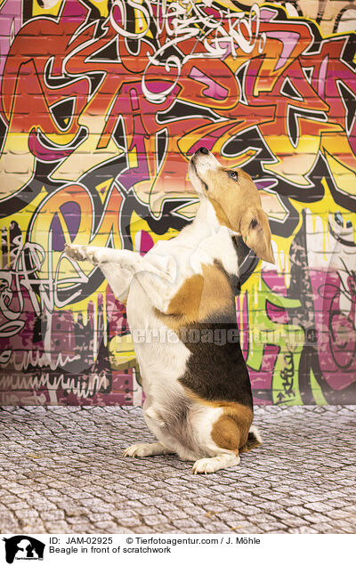 Beagle vor Graffiti / Beagle in front of scratchwork / JAM-02925