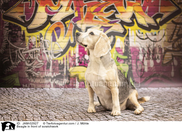 Beagle vor Graffiti / Beagle in front of scratchwork / JAM-02927