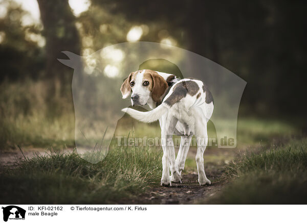 Beagle Rde / male Beagle / KFI-02162