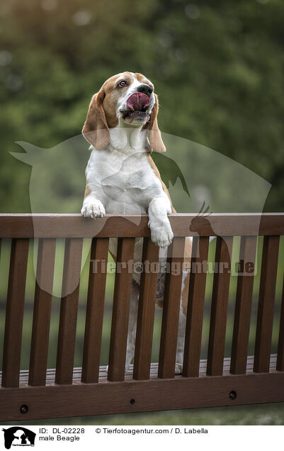 Beagle Rde / male Beagle / DL-02228