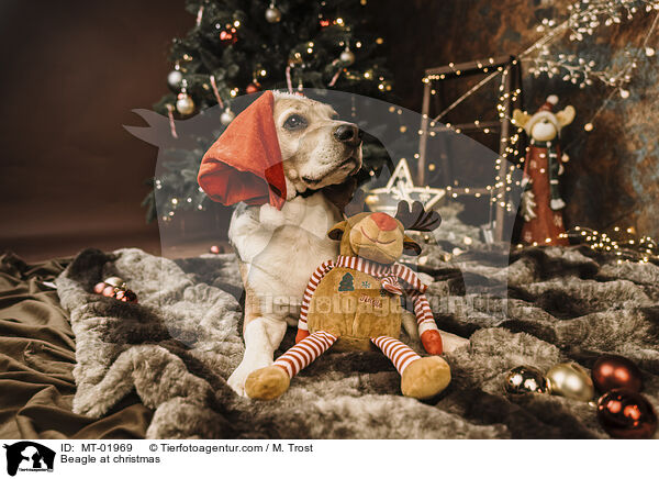 Beagle zu Weihnachten / Beagle at christmas / MT-01969